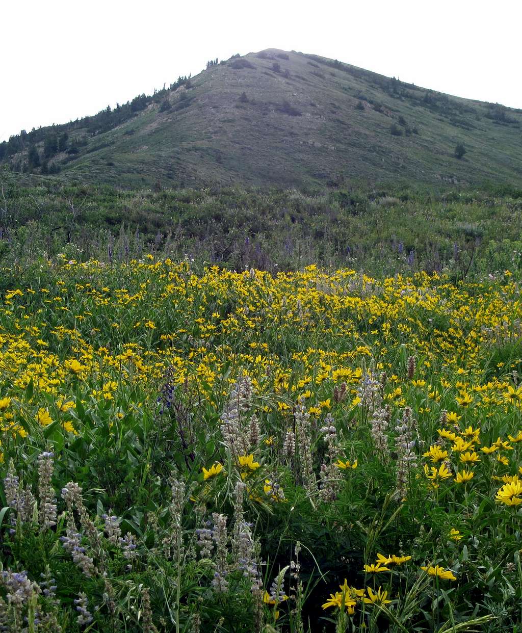 Wildflowers below Provo Peak