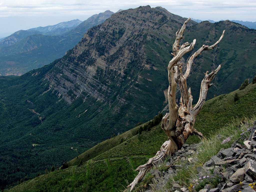 Provo Peak dead tree