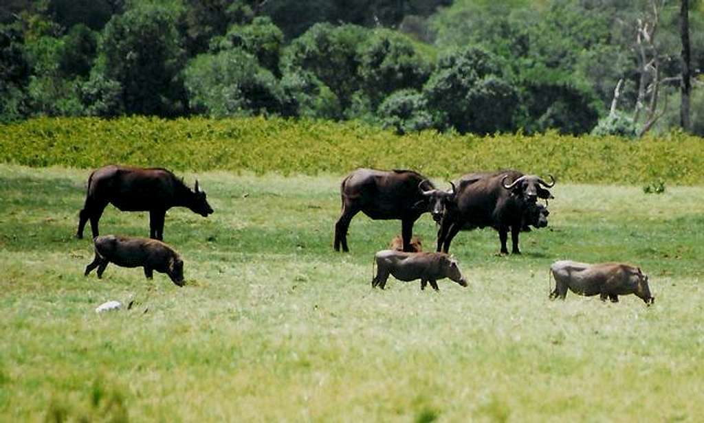 Buffalos and Warthogs in...