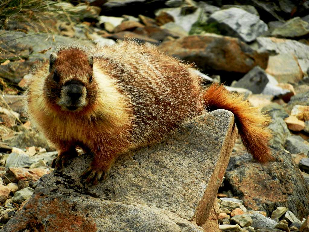 A yellow-bellied marmot