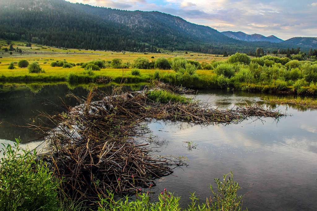 Serious beaver dam.