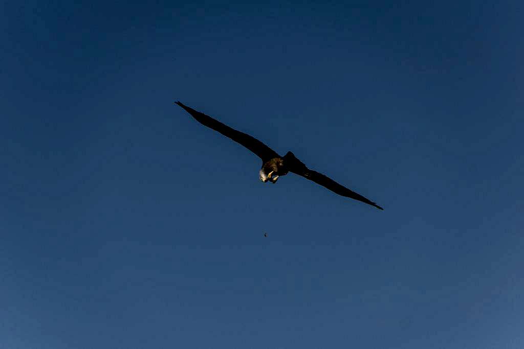 Black kite feeding airbourne