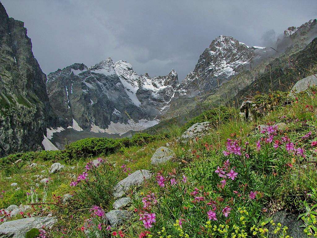 Pic Coolidge and Barre des Ecrins with flowers