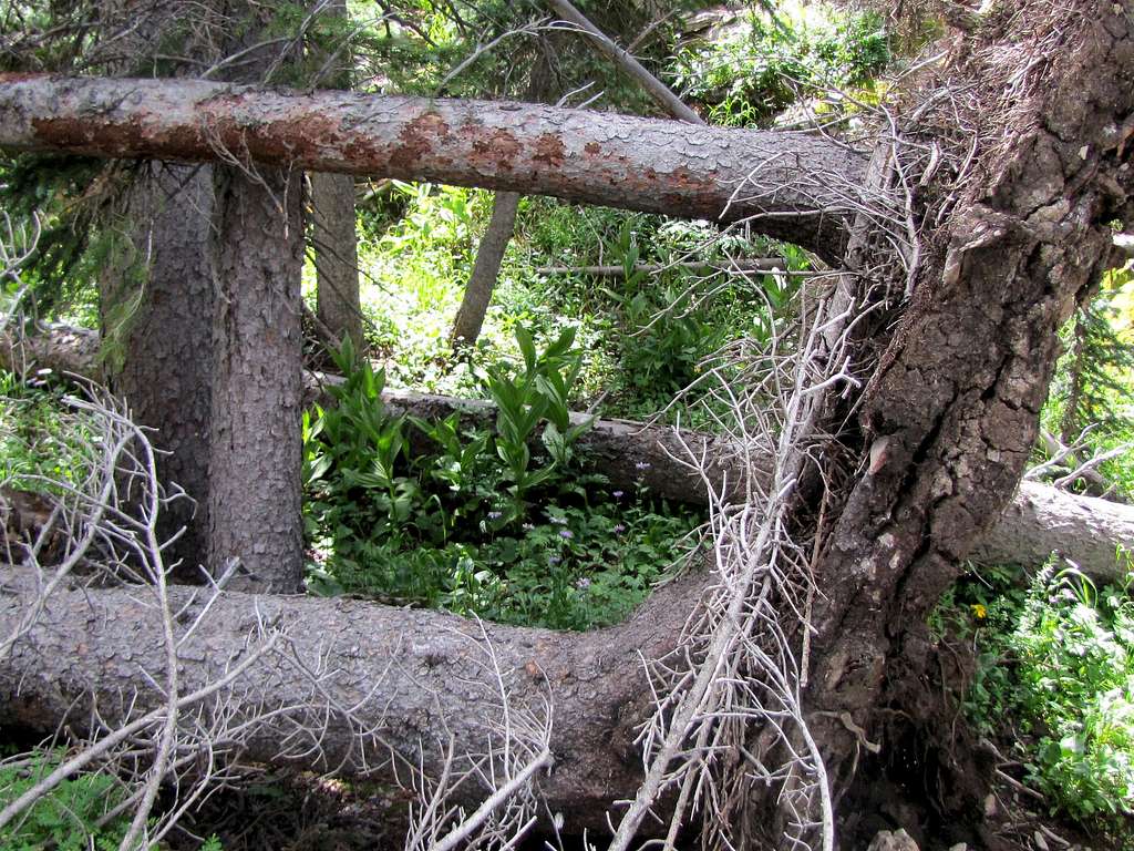 Fallen trees creating obstacles