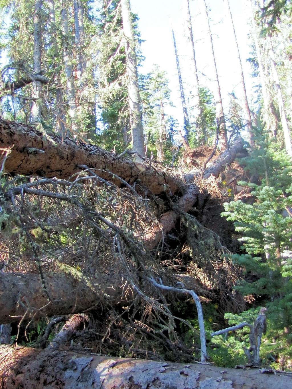 Fallen trees creating obstacles