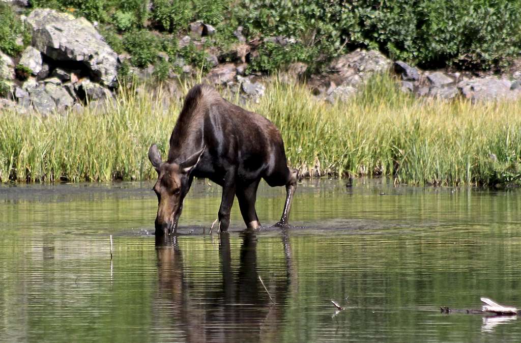 Thirsty Moose