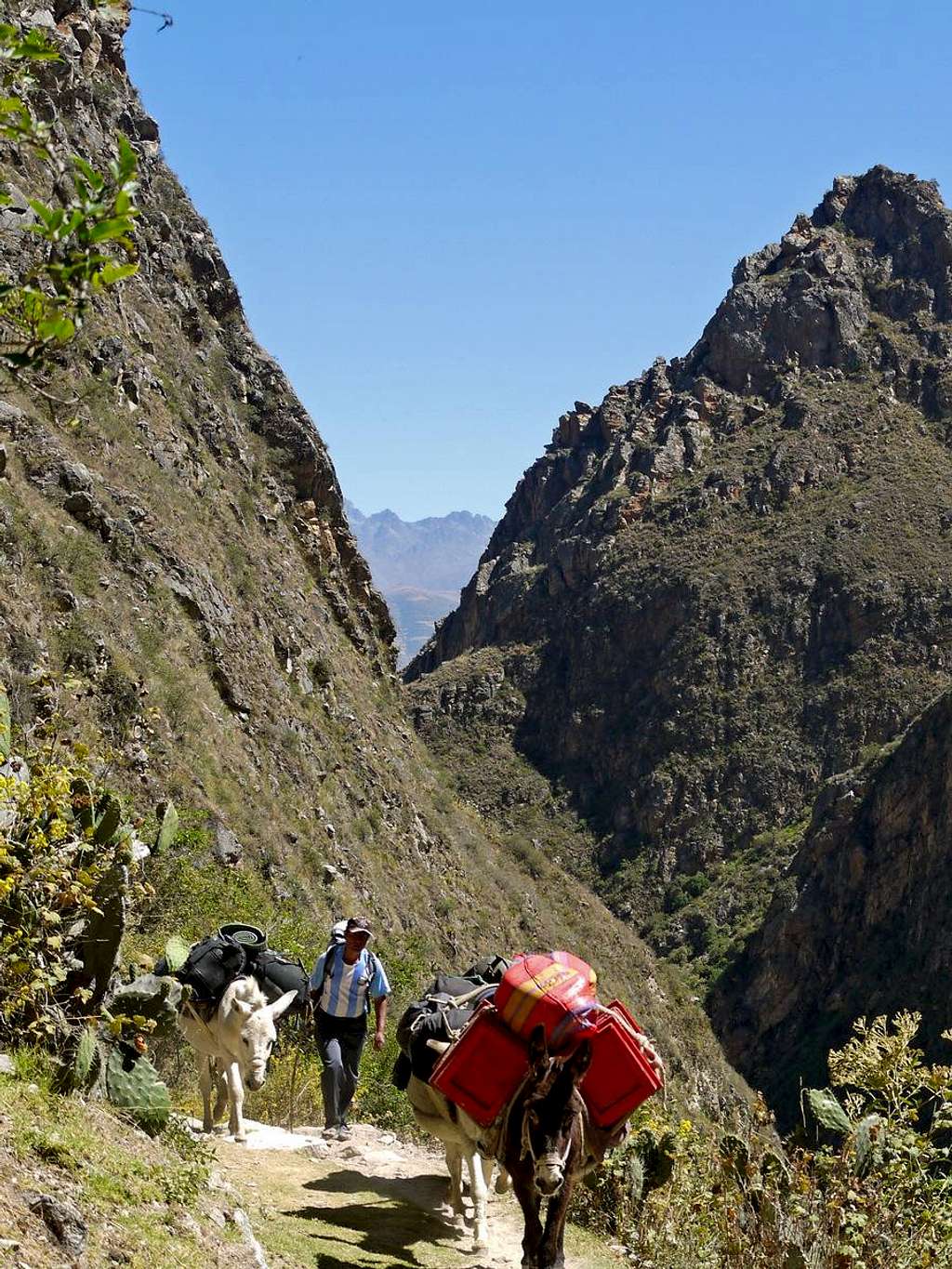 Our Porter with the Donkey's Hiking