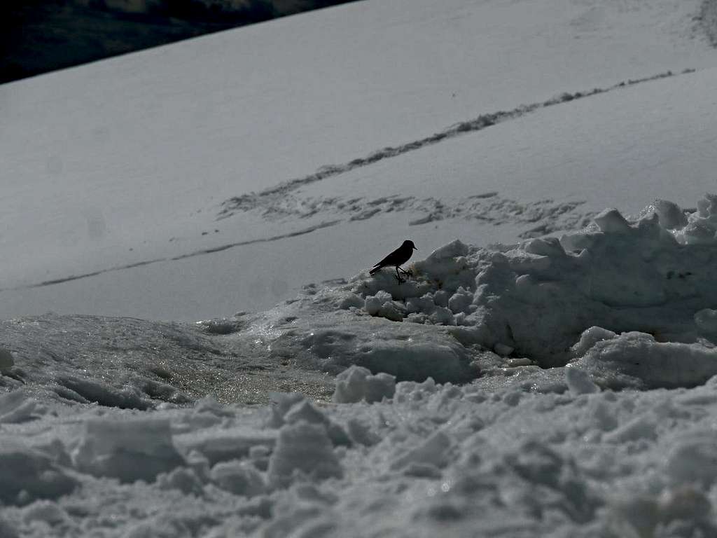 A Visitor at 18,000 Feet