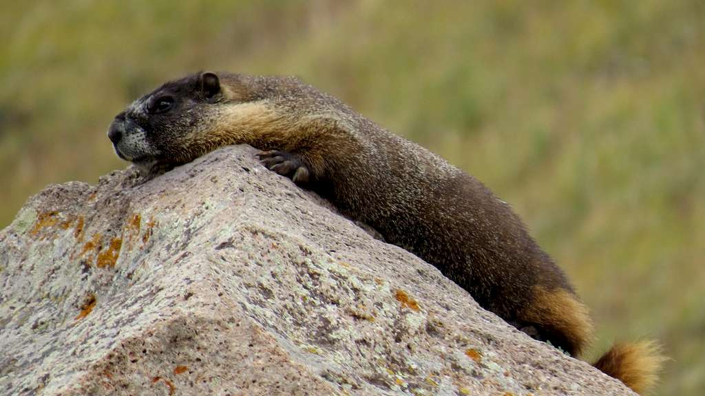 Lazy Lounging Marmot