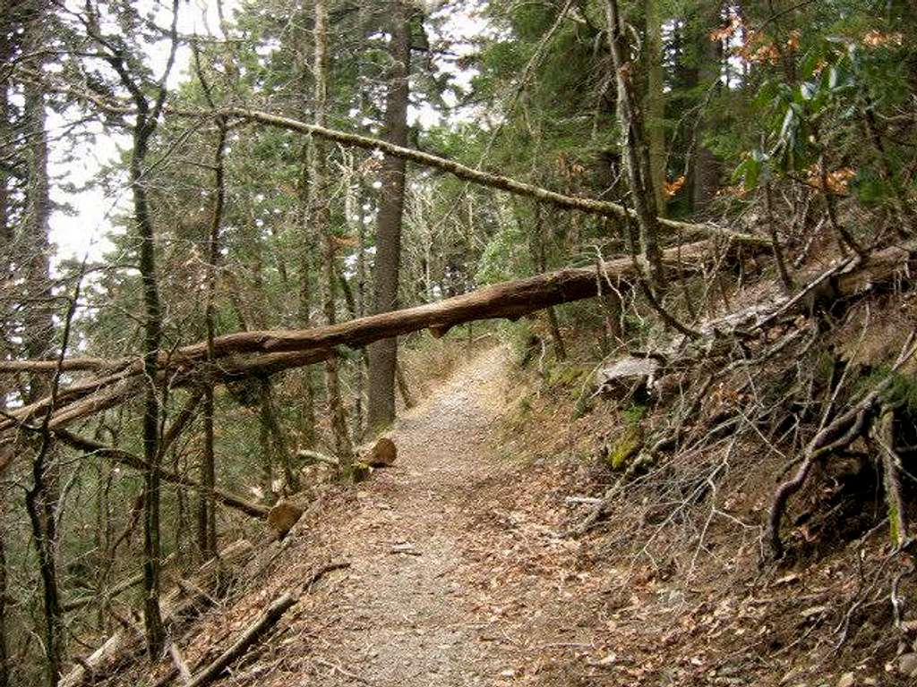 A downed tree across the...