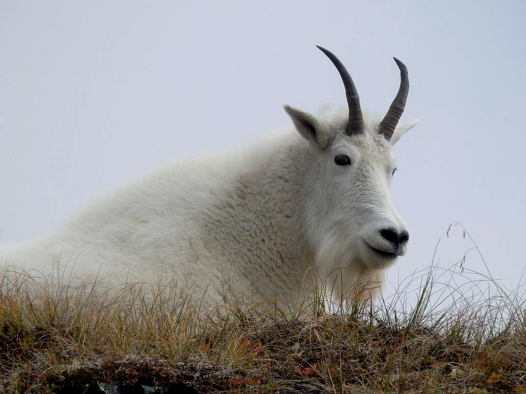 South Ridge Goat