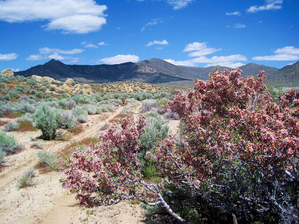 Seven Troughs Peak (NV)