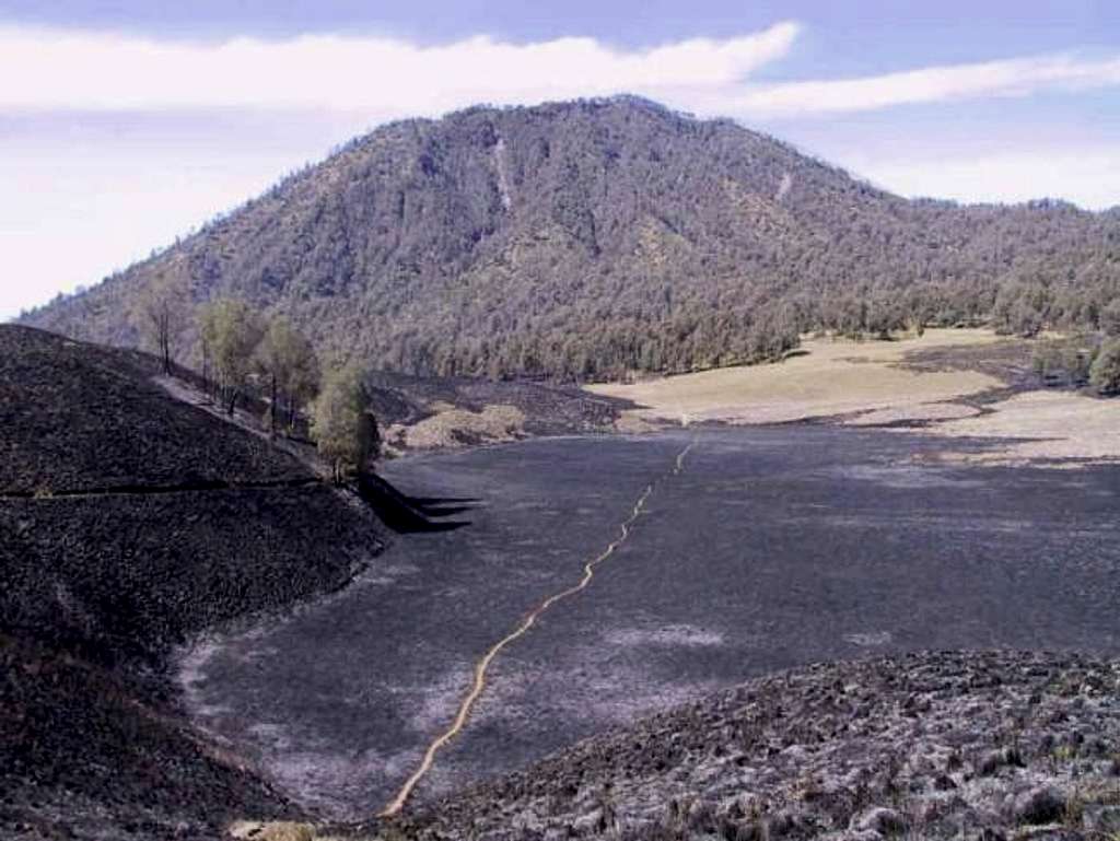 Results of the tussock fire...