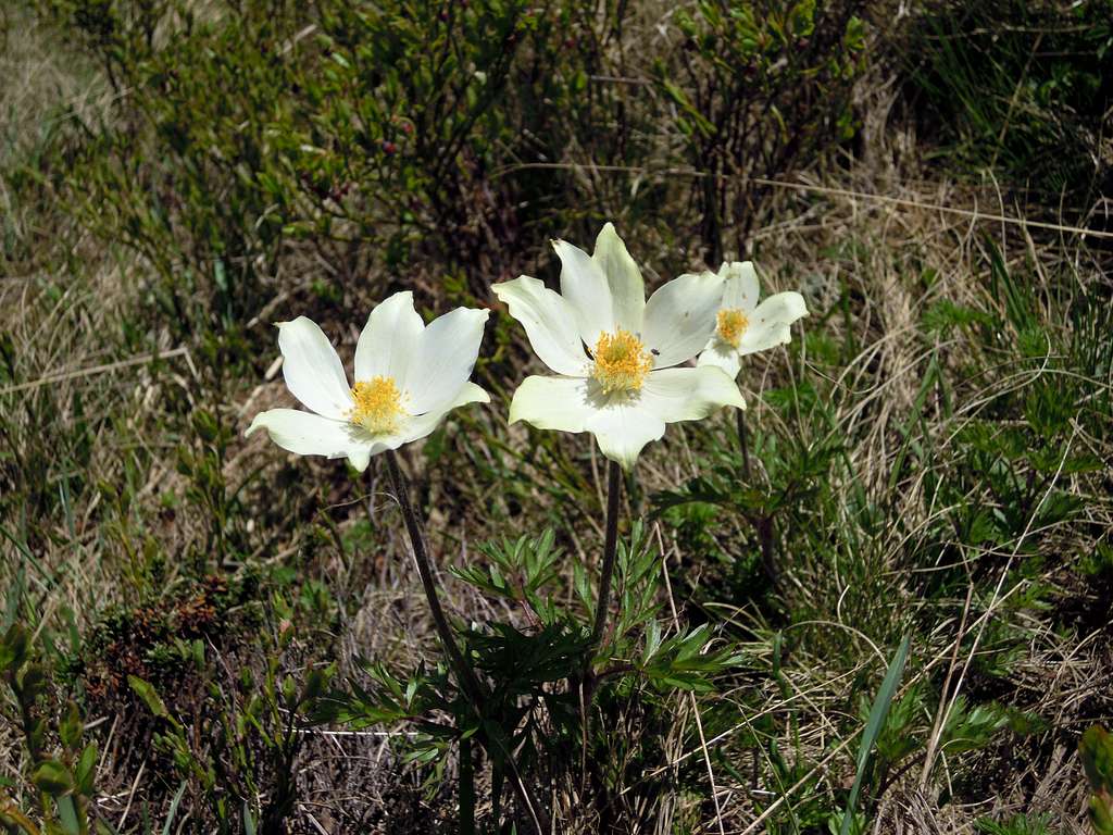 Pasqueflowers on Ornak