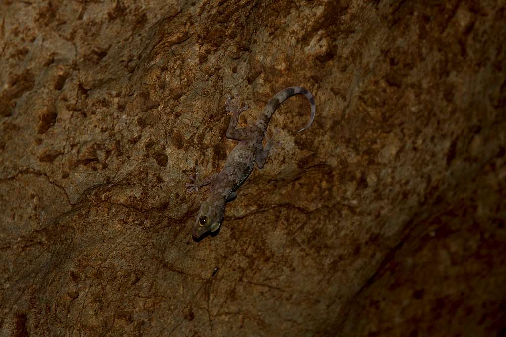 cave gecko