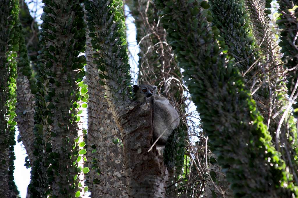 white-footed sportive lemur