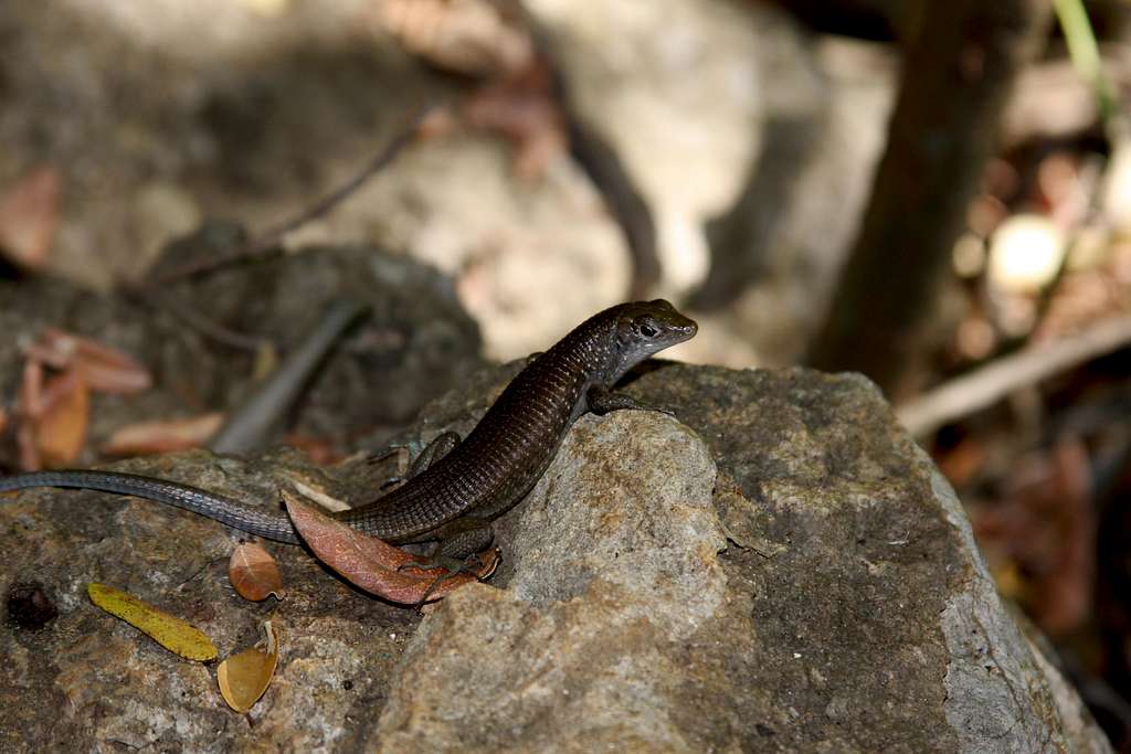 plated lizard