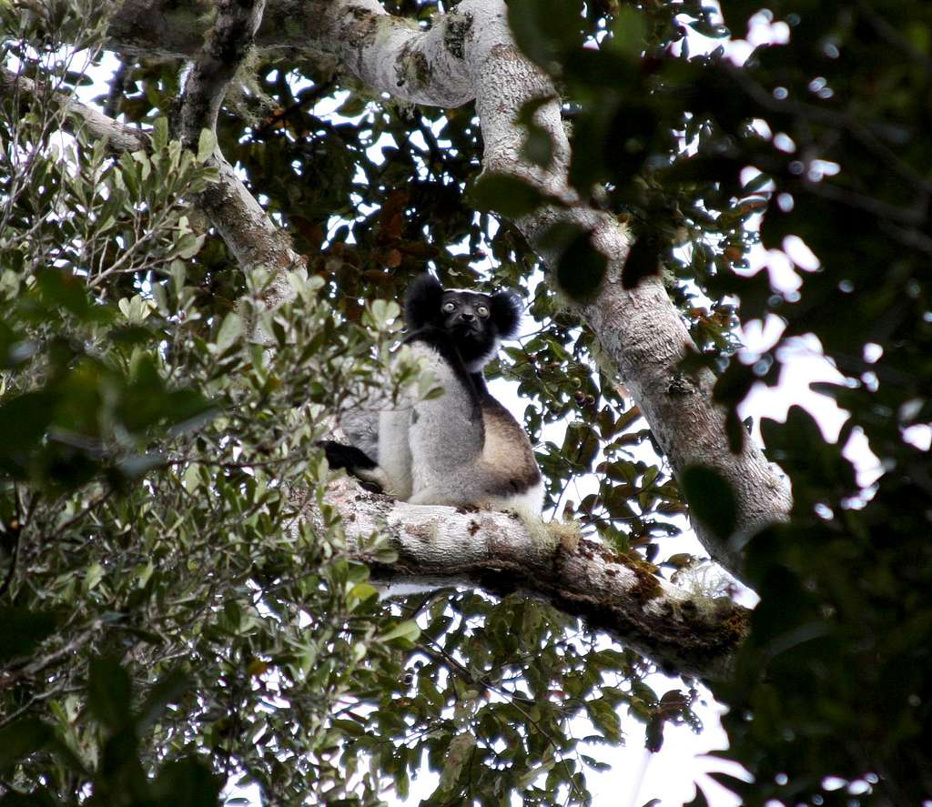 lemur - indri 2