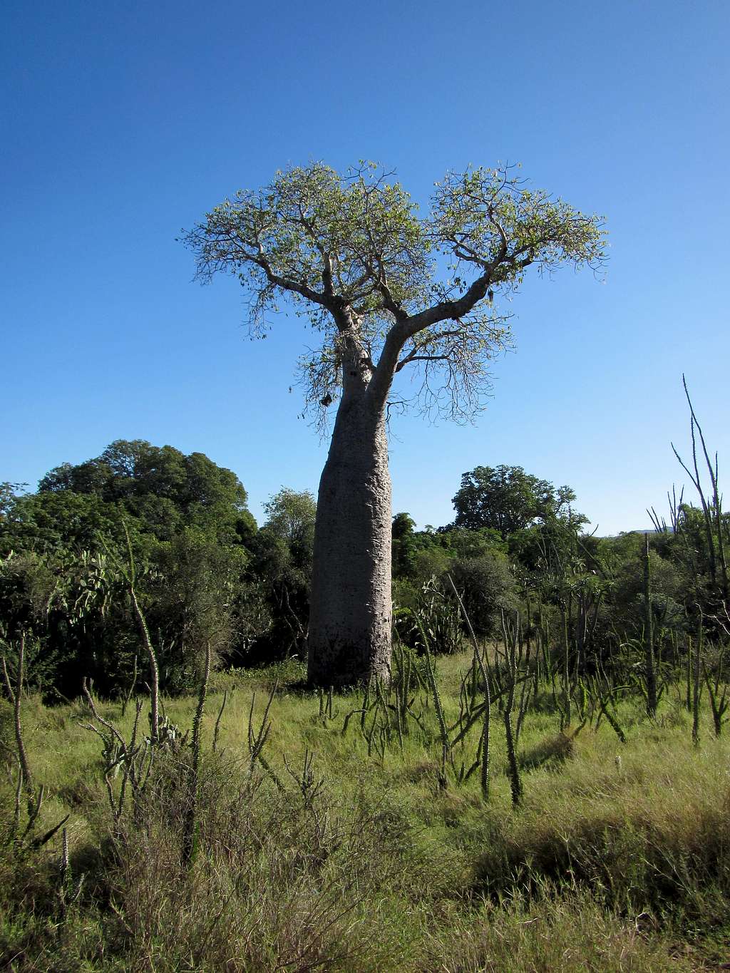 baobab