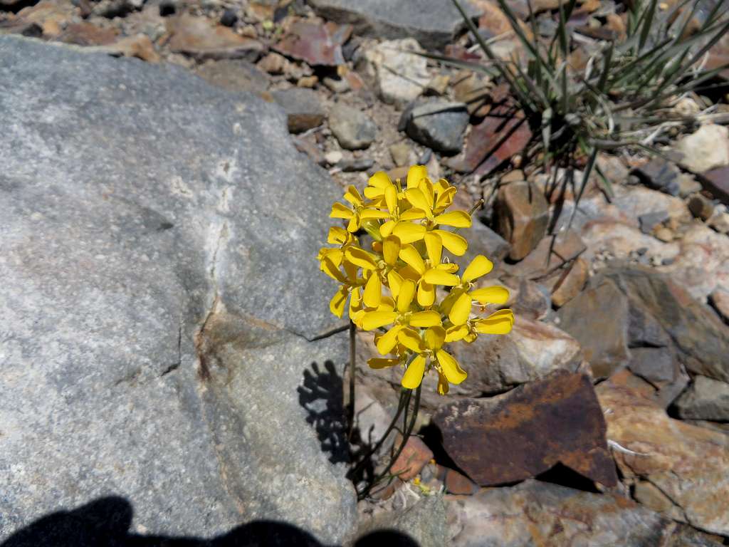 Yellow flower on the ascent of Mount Gibbs