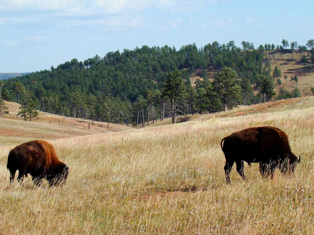Cold Brook Canyon Bison