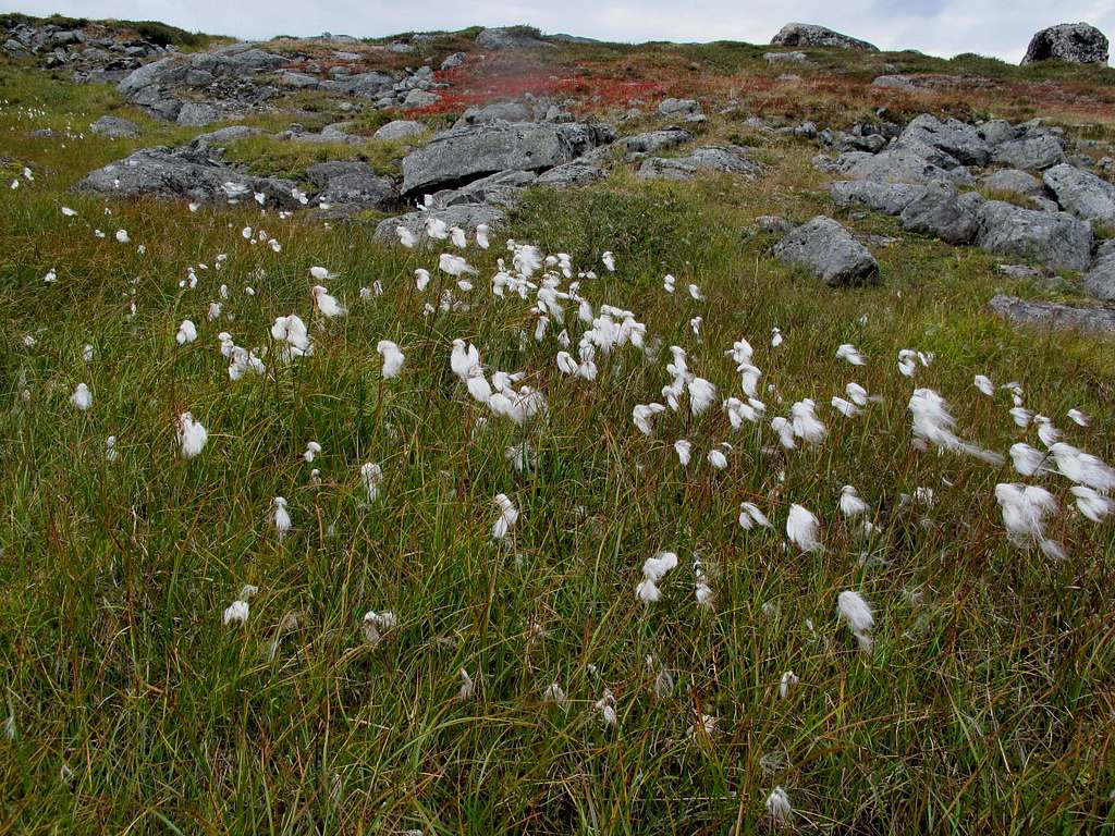 Cotton grass near Tjatkja