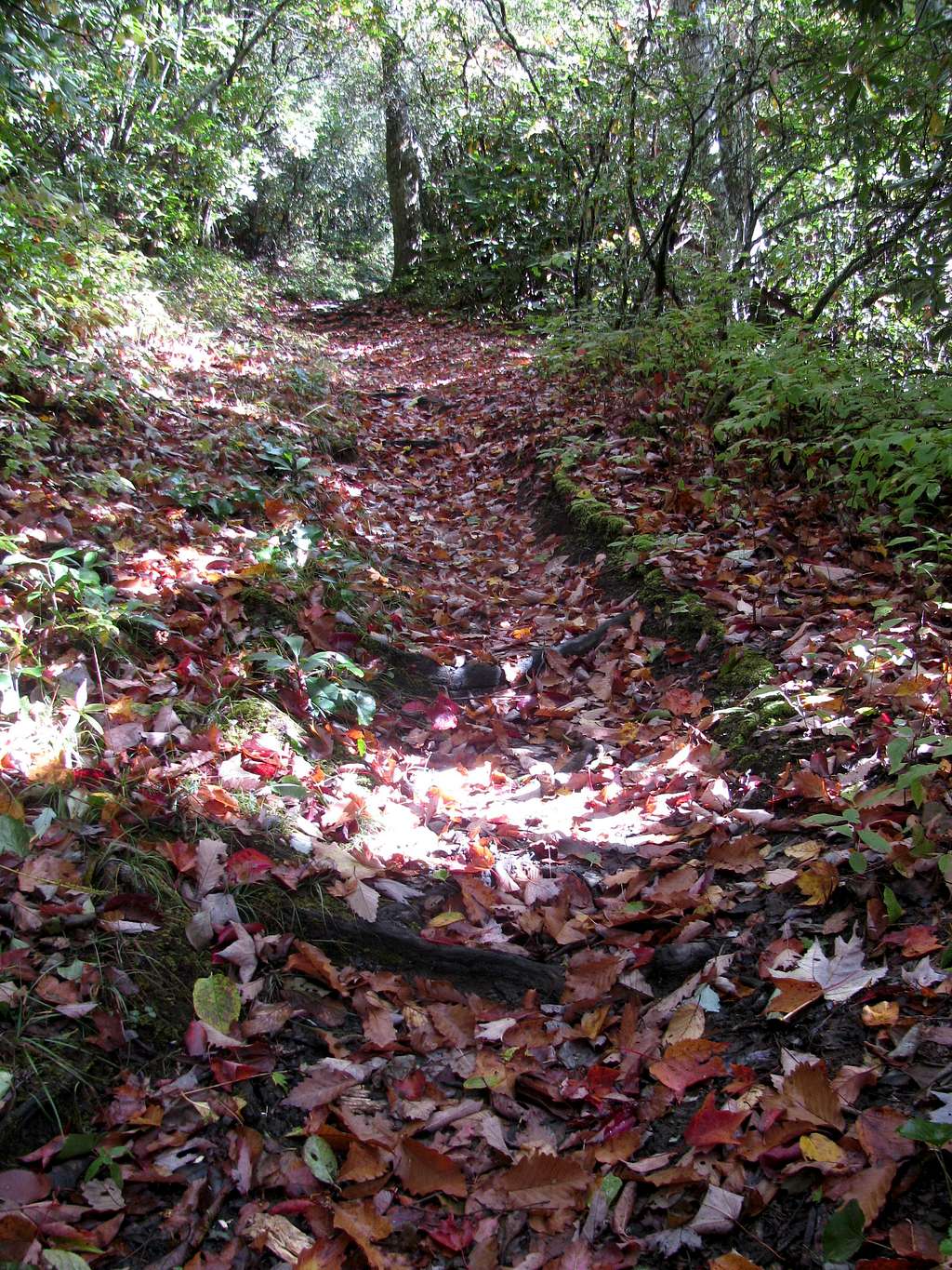 A Carpet of Leaves on the Miry Ridge Trail