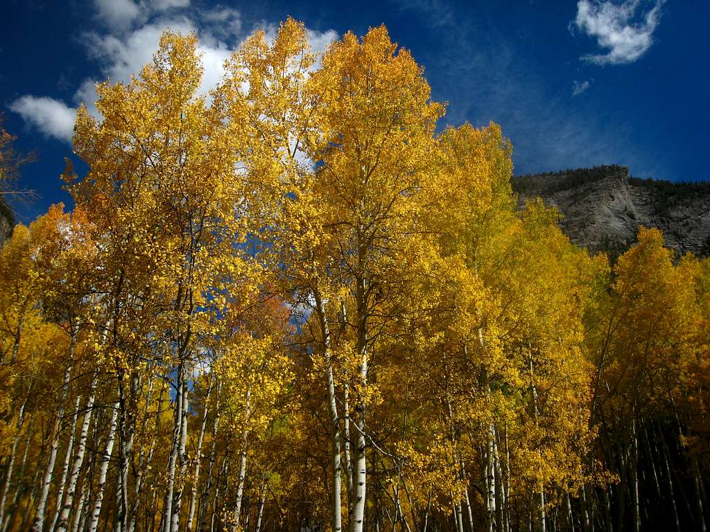 Aspens in the town of Crystal