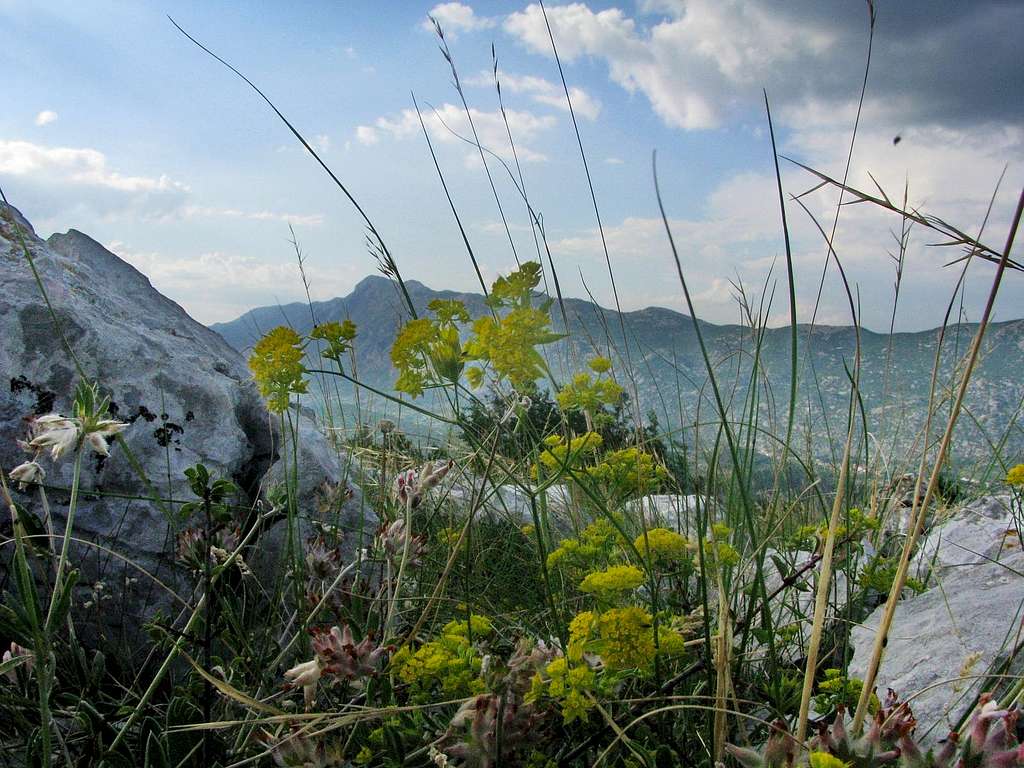 Plants at top of Sveti Vid