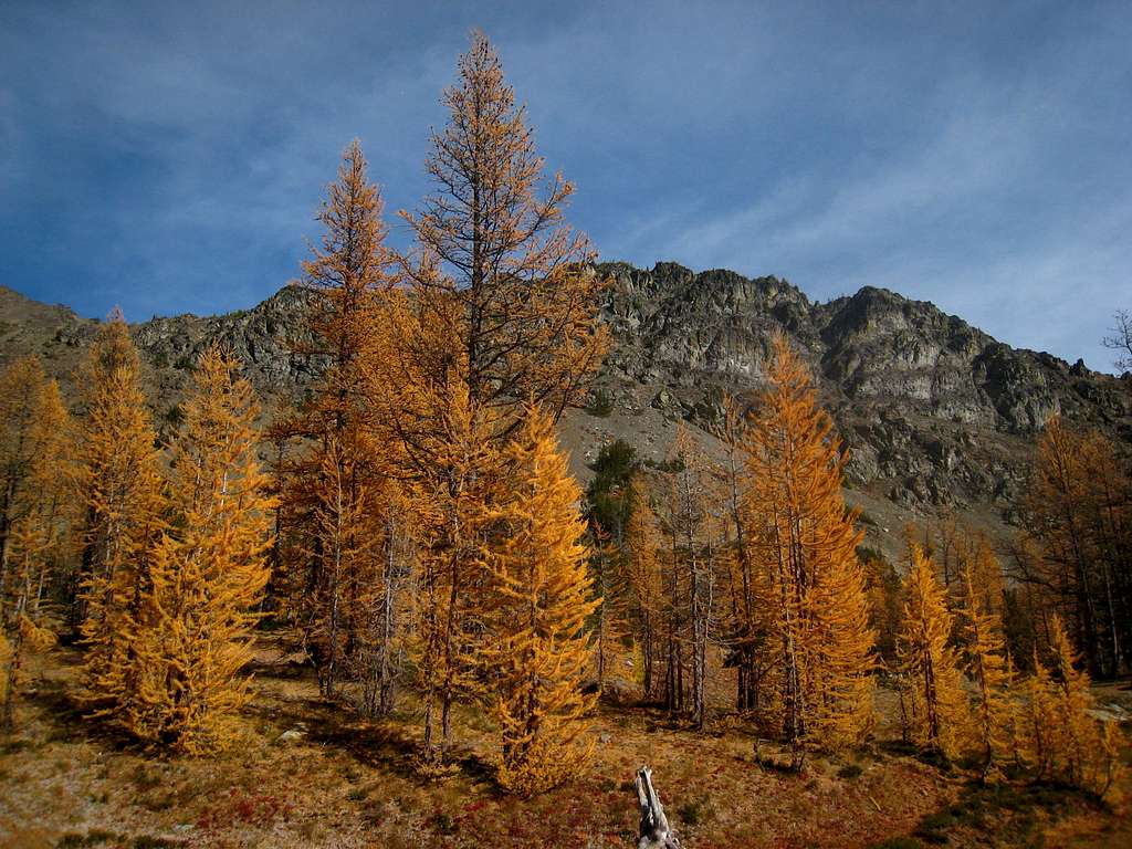 Larches near Scatter Lake