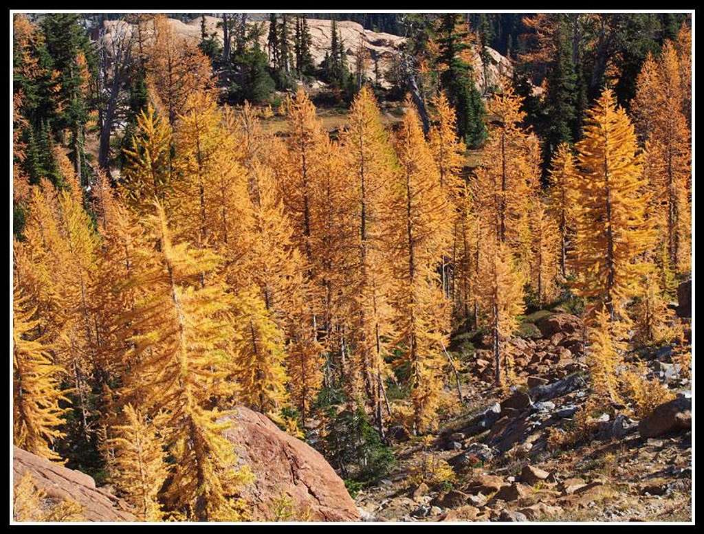 Wall Of Larch Trees