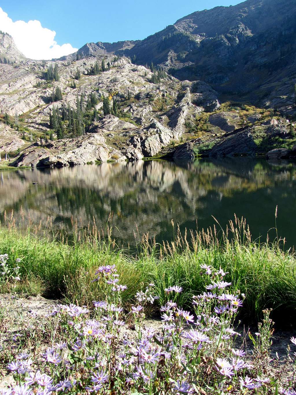 Lake Lillian wildflowers