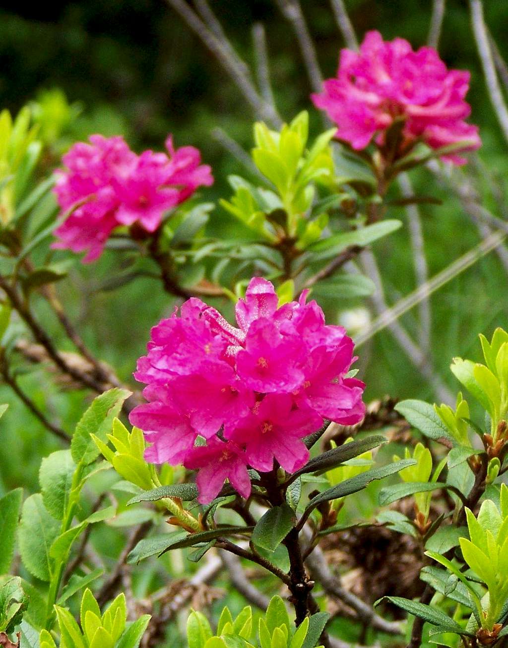 Rusty-leaved Alpine rose