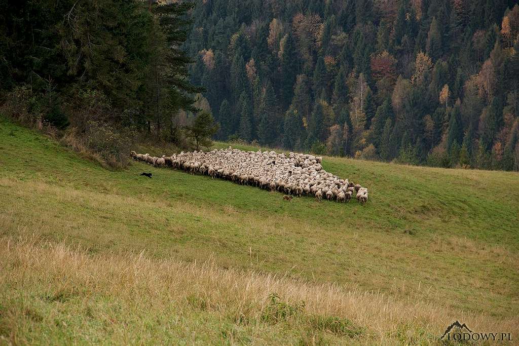 Sheep under Hanusovske sedlo