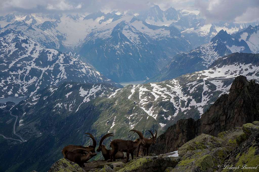 Ibexes in front of the Berner Alps 4000m peaks