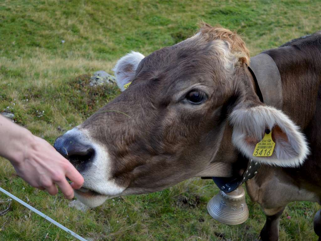 Swiss cow, at Bettmeralp