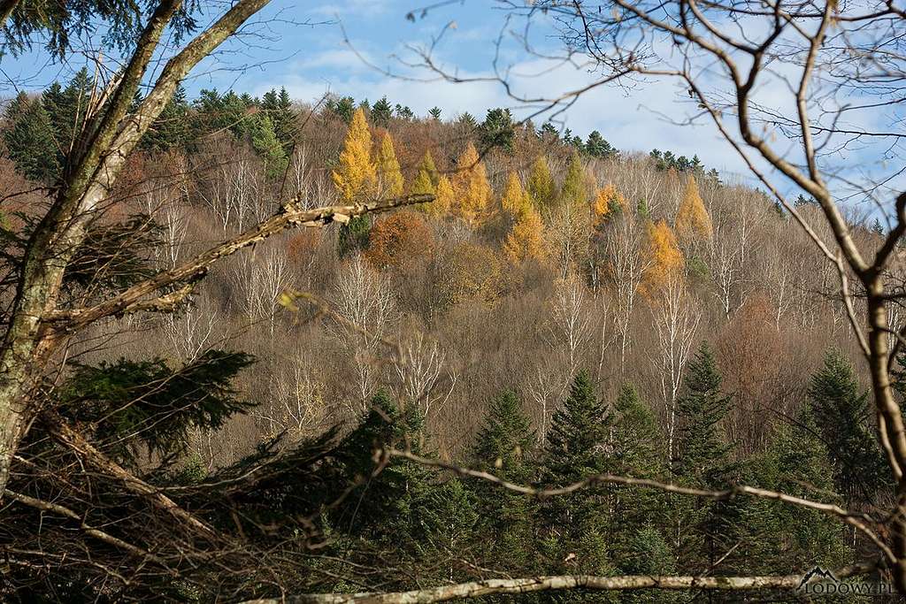 November colours of the Carpathian forest