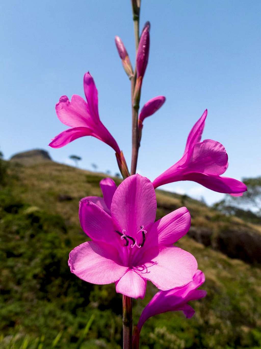 Flora Photos Diagrams Topos SummitPost