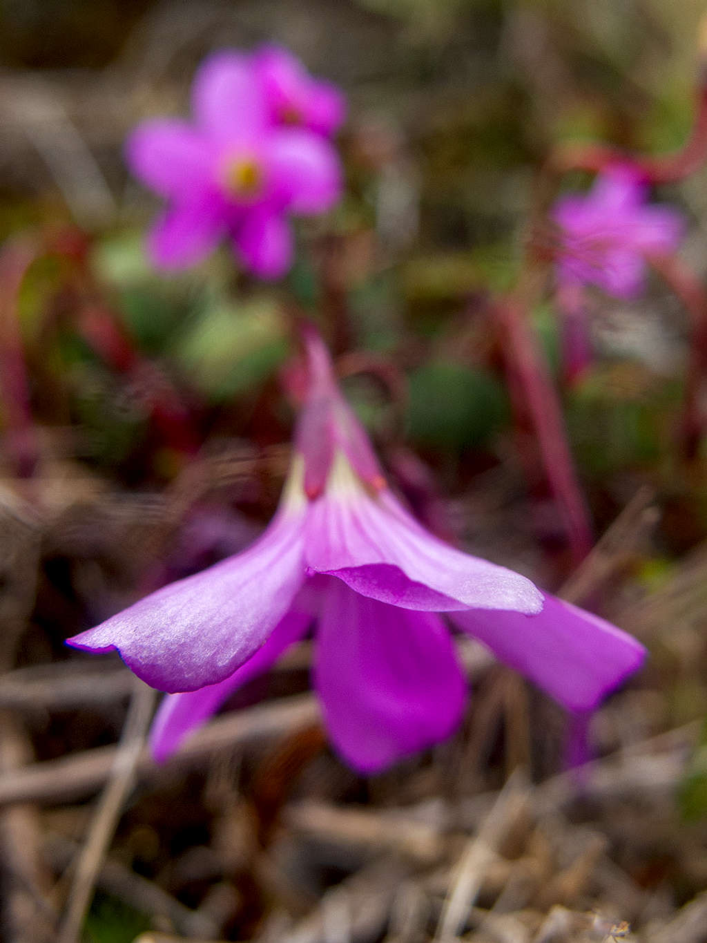 Oxalis sp