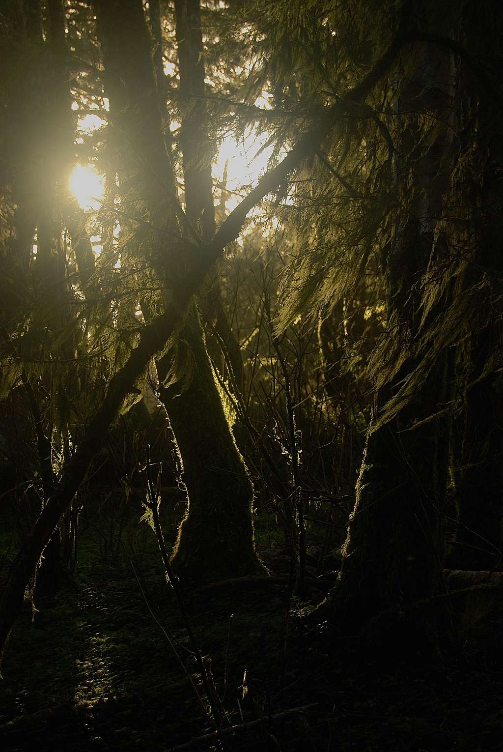 Cascade Head forest