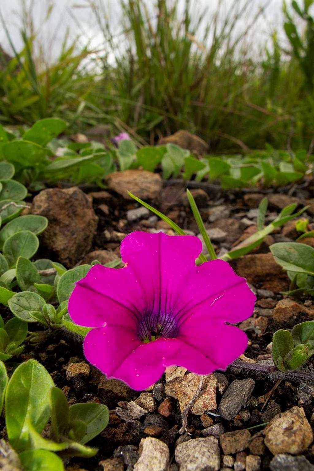 Ipomoea