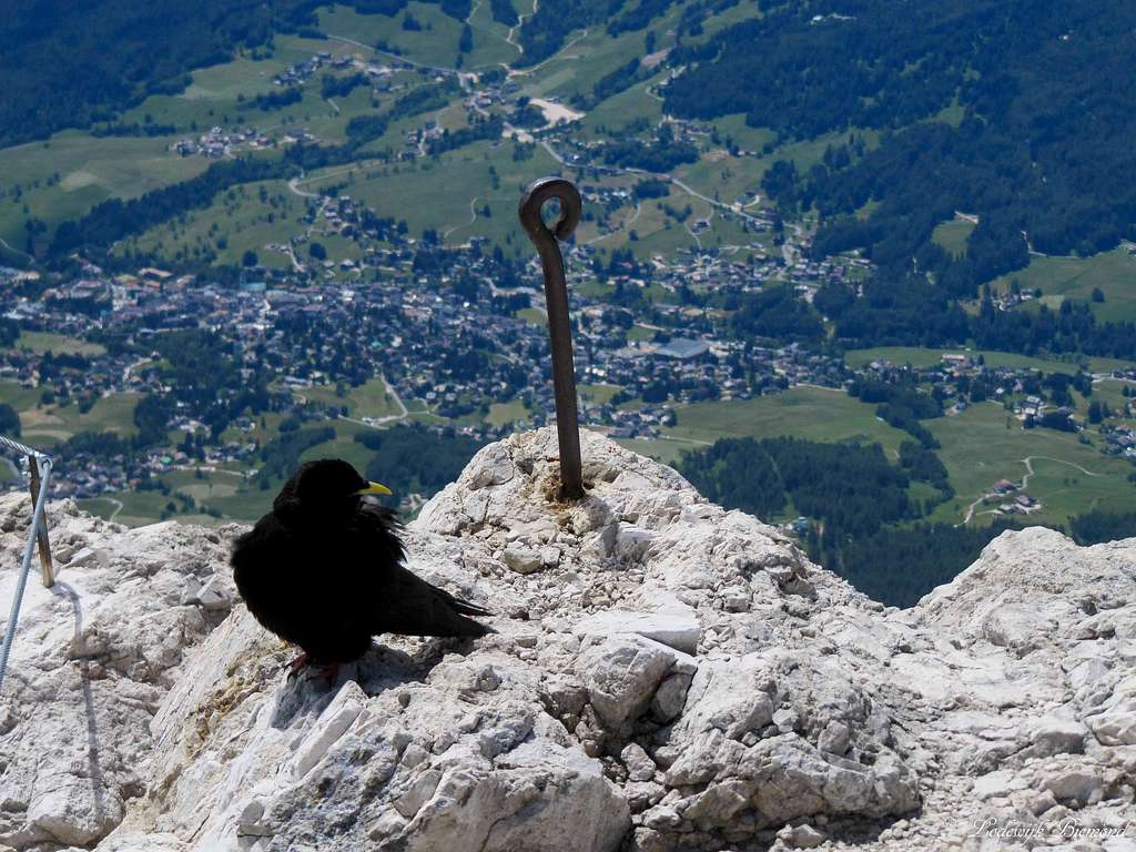 Alpine Chough on the summit of Cristallo di Mezzo