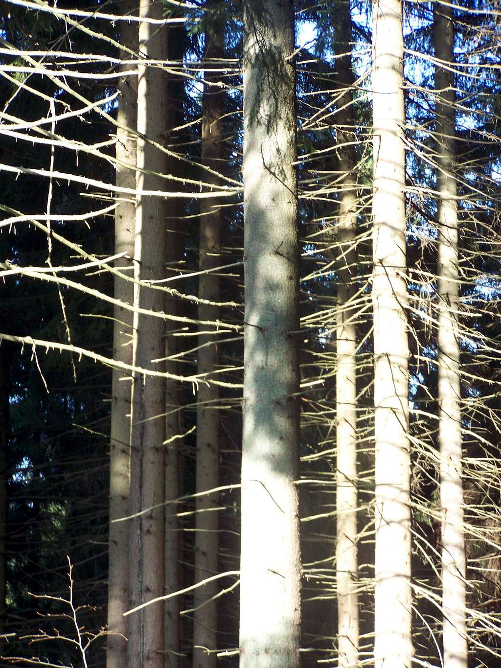 Dense spruce forest on Bykovo