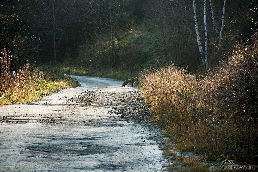 Red fox hunting