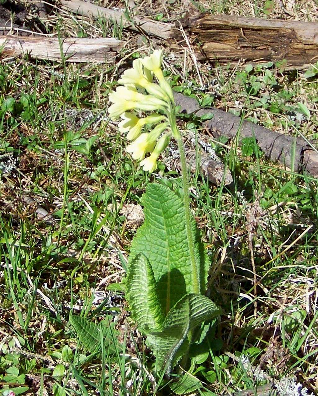 Primula elatior