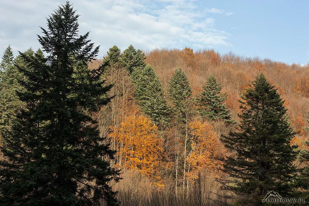 Bieszczady November forest