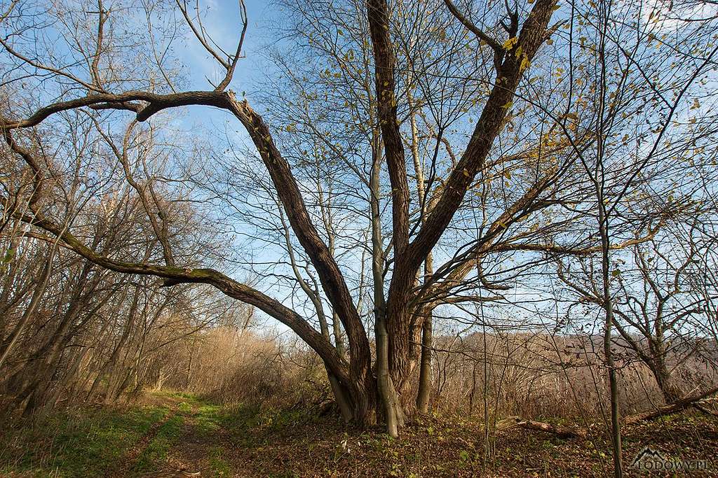 Unusual beech tree