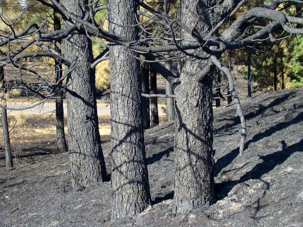 Forest Fire Casualties