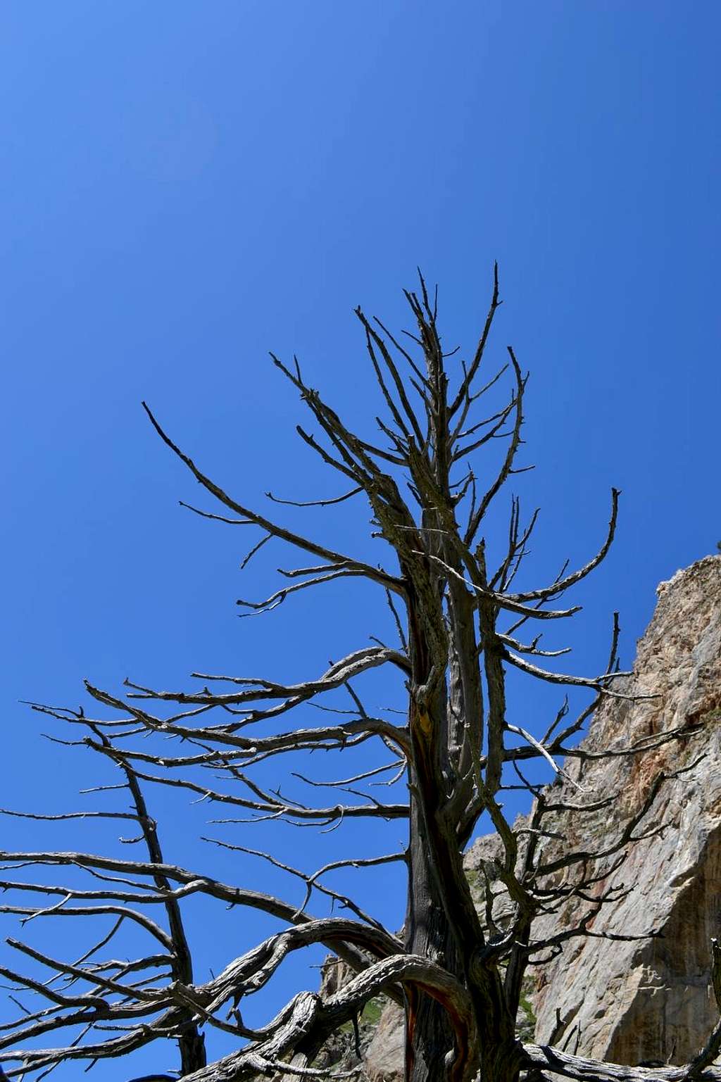 Picturesque dead trees on the descend from Gran Encantat