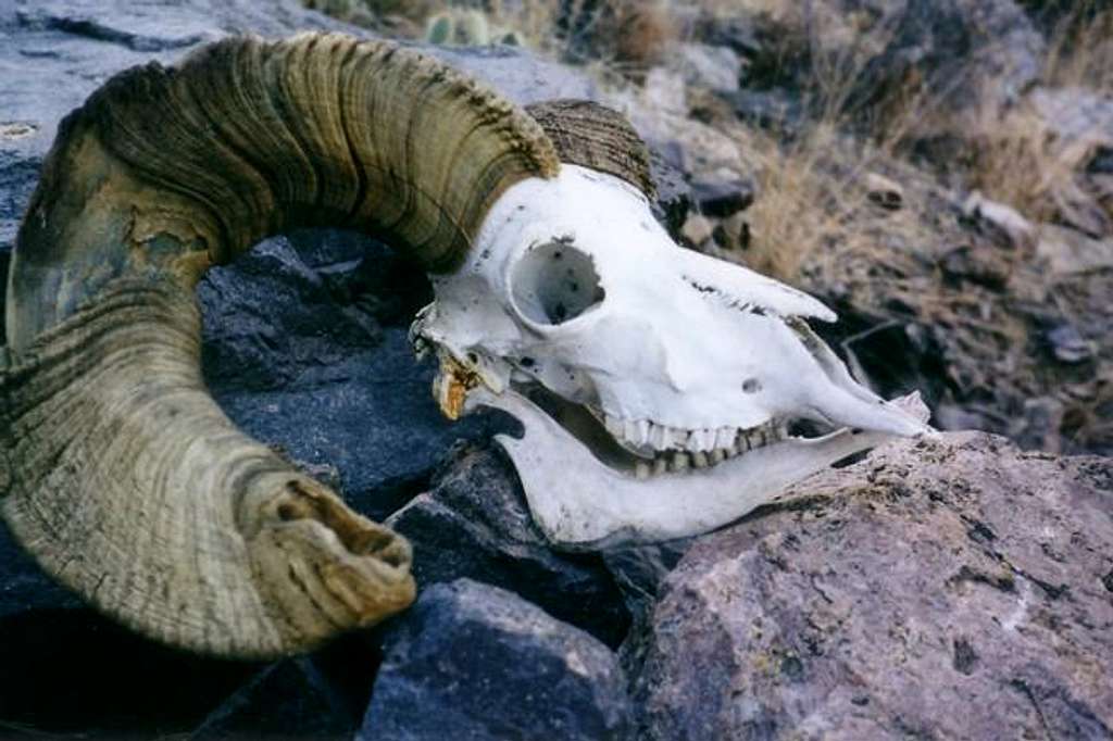Bighorn Sheep skull found on...